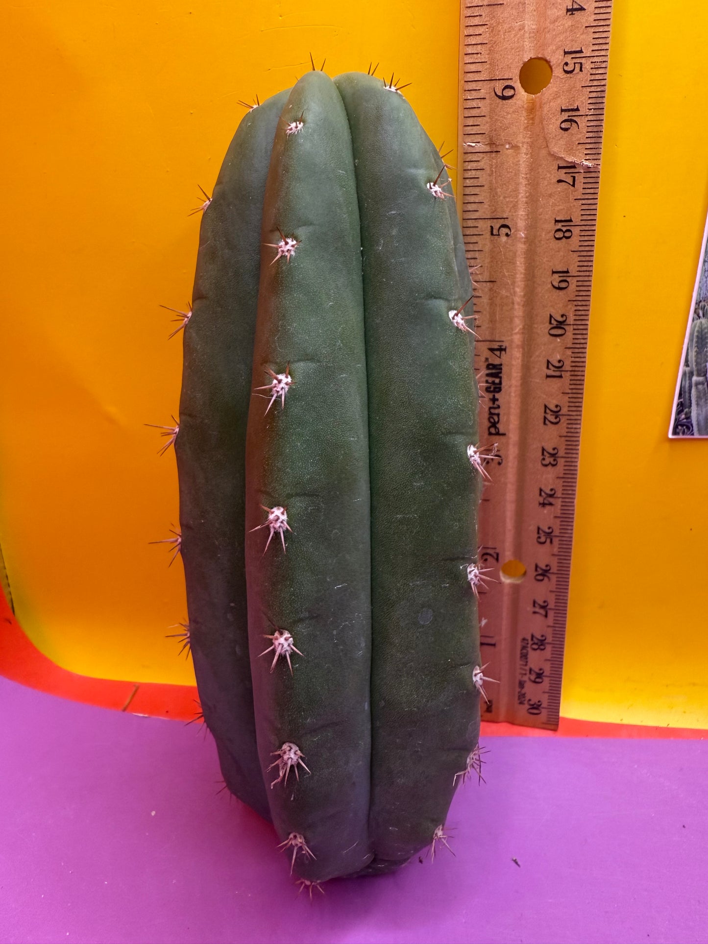 New Years SALE ! 🎆Trichocereus pallarensis x tpm
