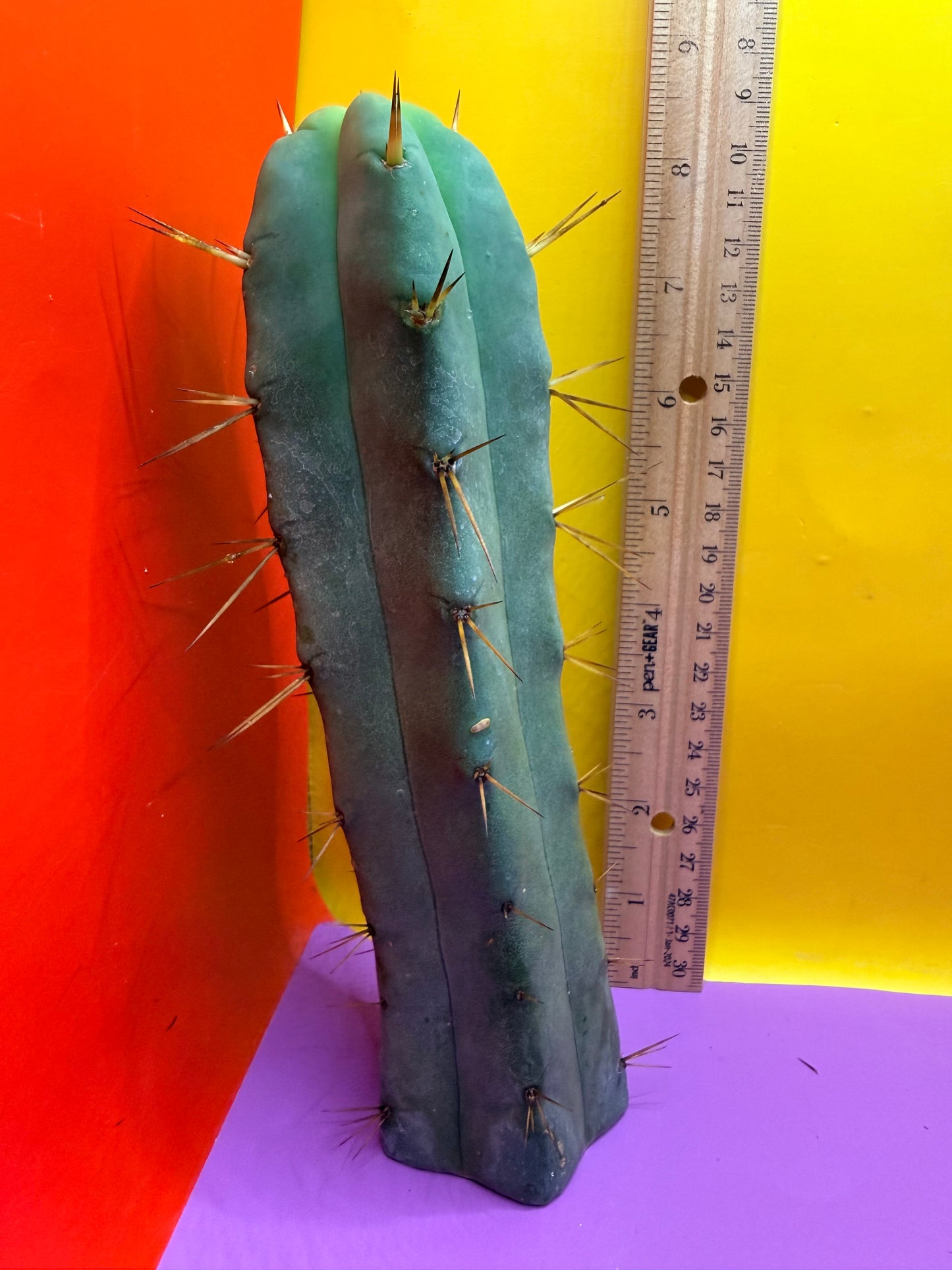 Jiimz Twin spine - this exact one pictured