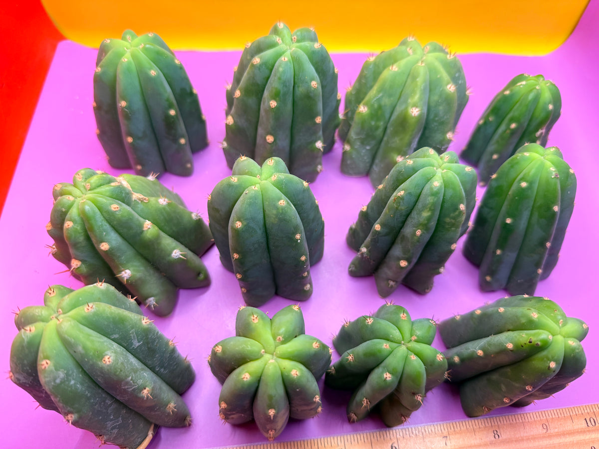 San Pedro cactus tips ! A dozen -12