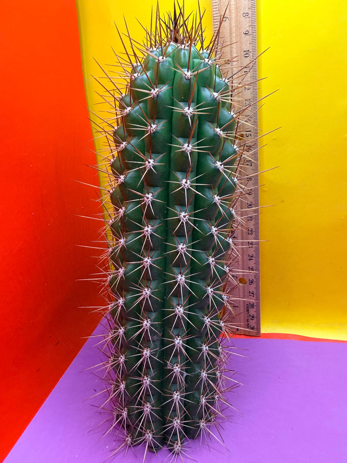Trichocereus thelegonus