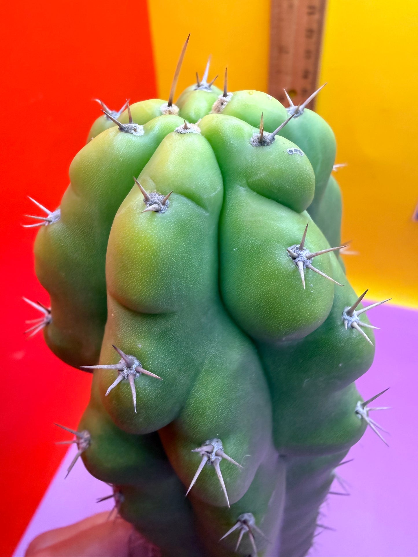 Monstrose San Pedro cactus - TPM !