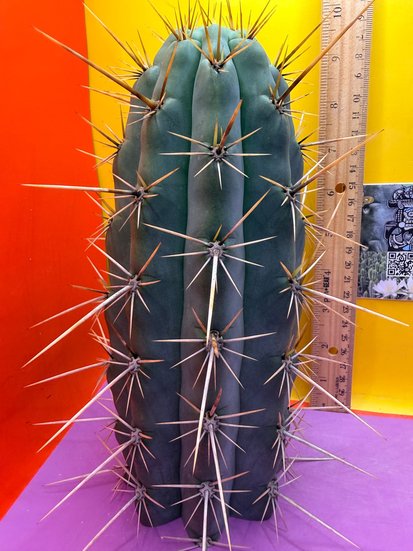 HUGE “SWAMP THING” 3.5”inches thick trichocereus Cultivar !! Super thick