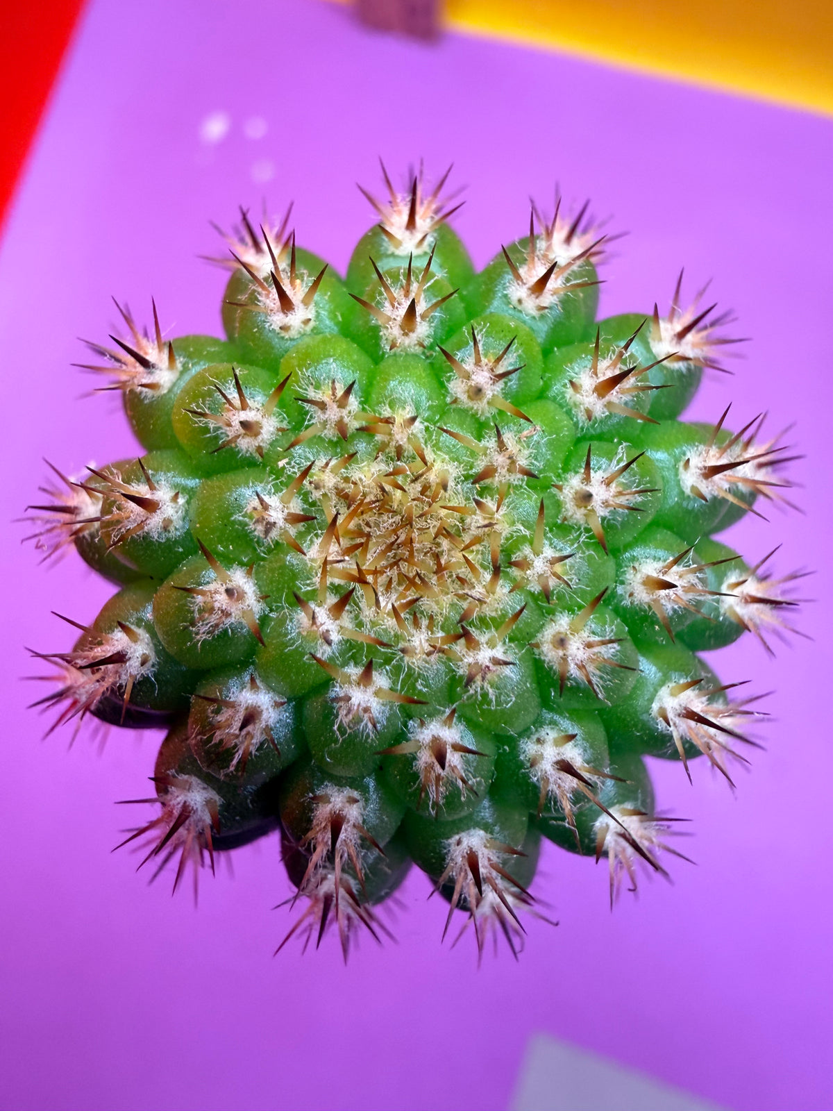 Trichocereus Brevispinulosus