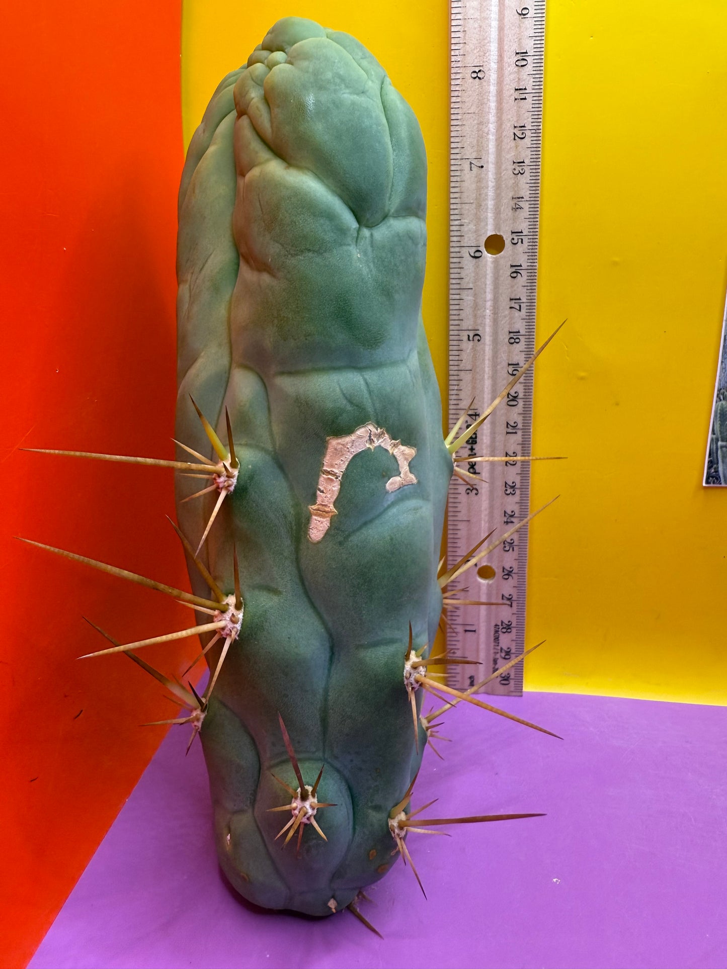Bruce’s Dragon - almost 3” thick !