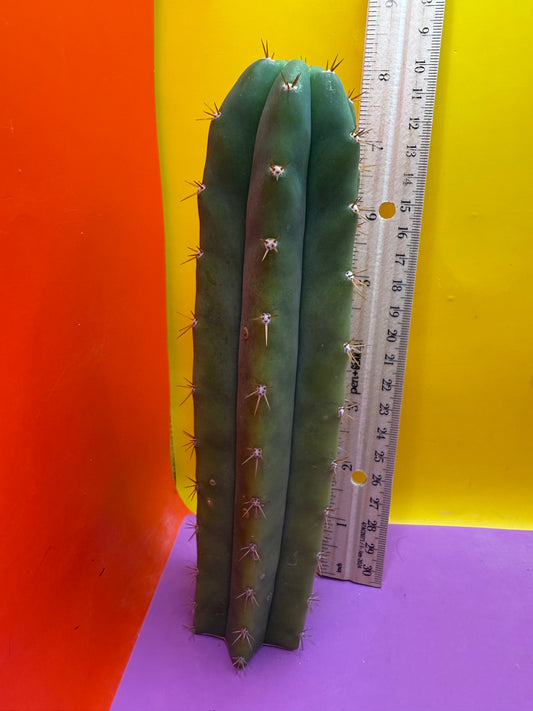 FRIDAY DEAL ⭐️CAHUILLA OP this exact cactus  !
