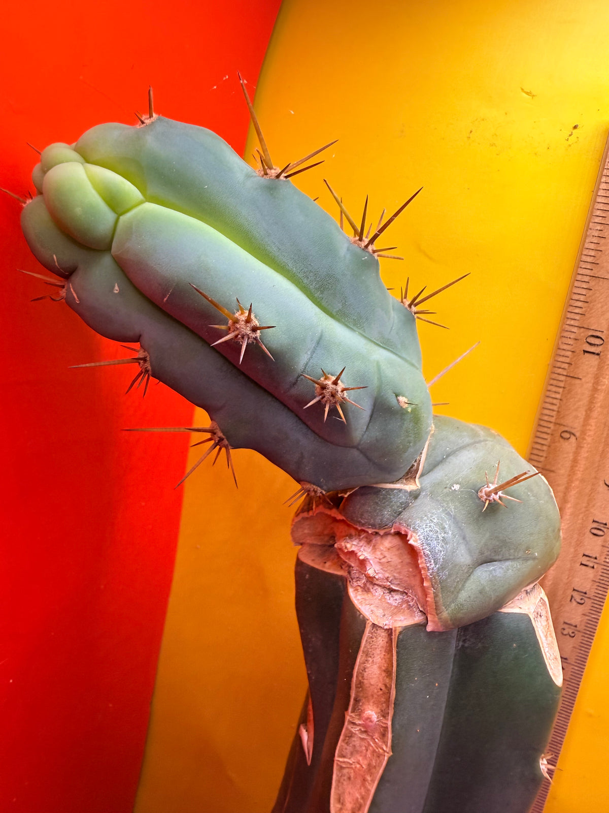 Grafted Bruce’s Dragon