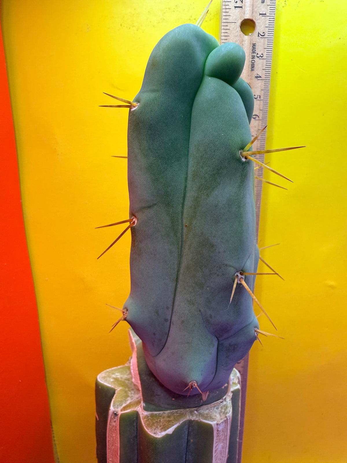 WALTS DRAGON ! 🐉 grafted cactus
