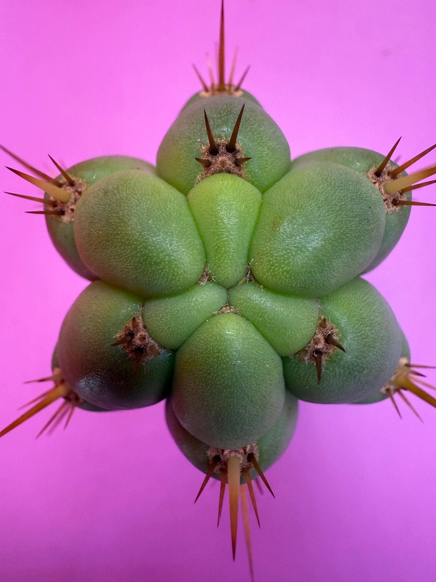 Trichocereus Bridgesii SS02 O.P. !