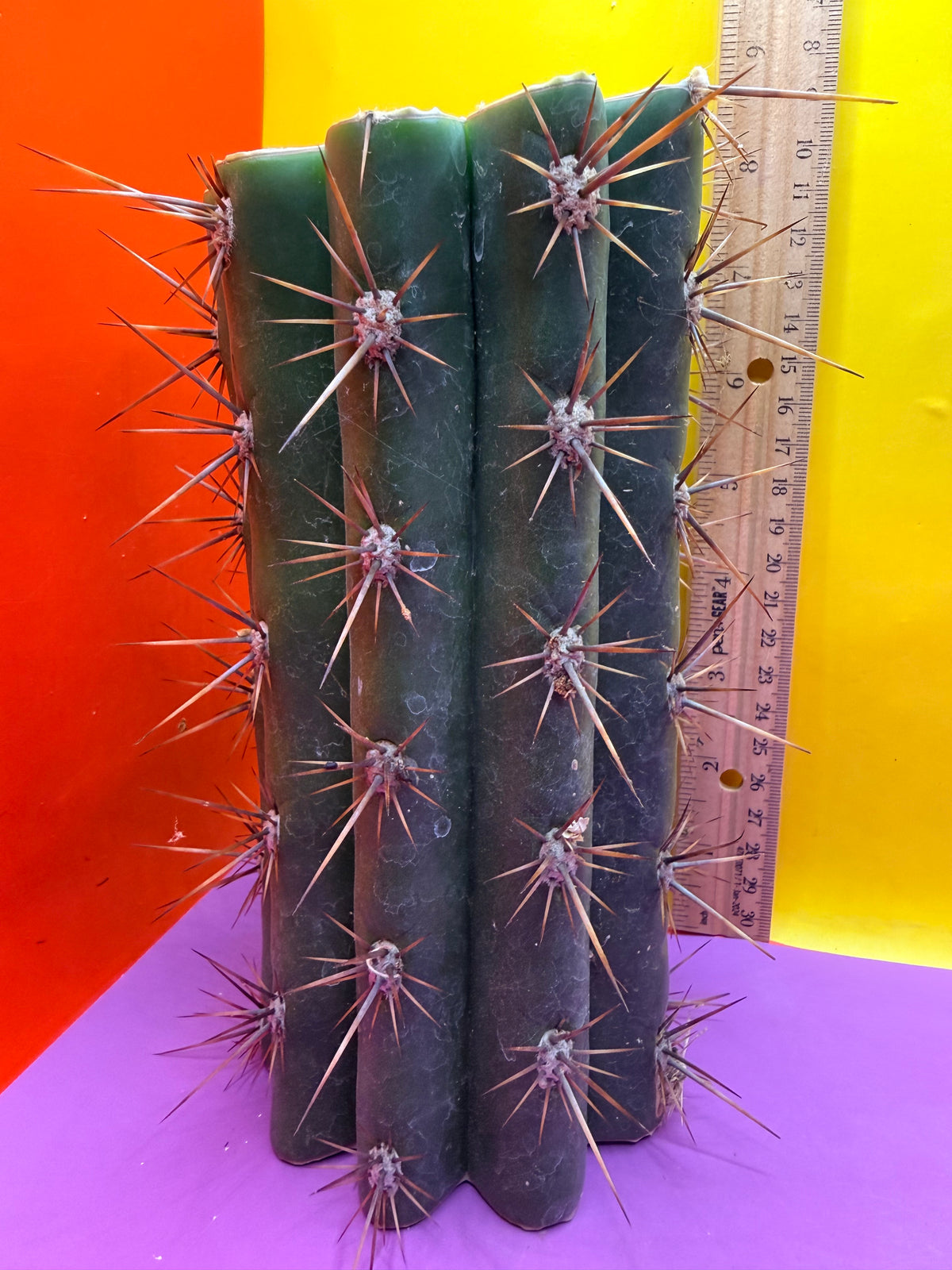 Trichocereus Tacaquirensis 🌶️🌶️