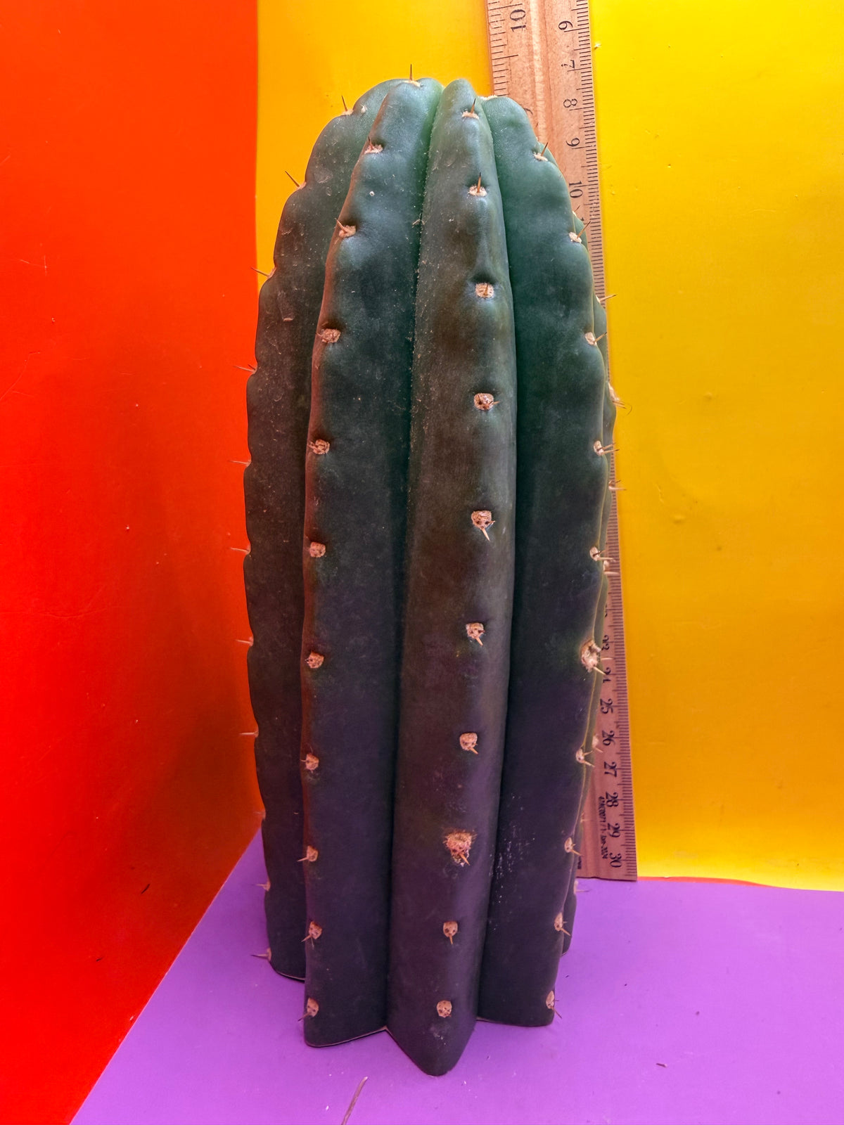 CACTO HEBRIDO over 3” THIC !