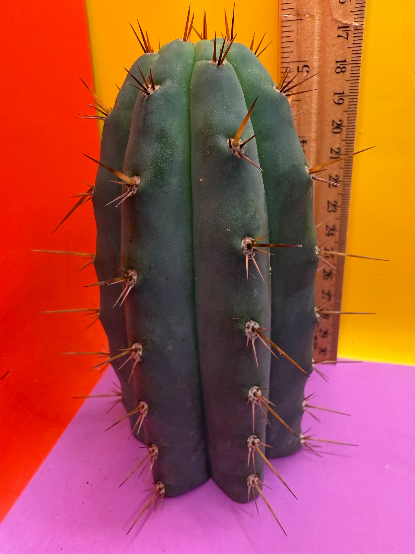 CCVP Trichocereus