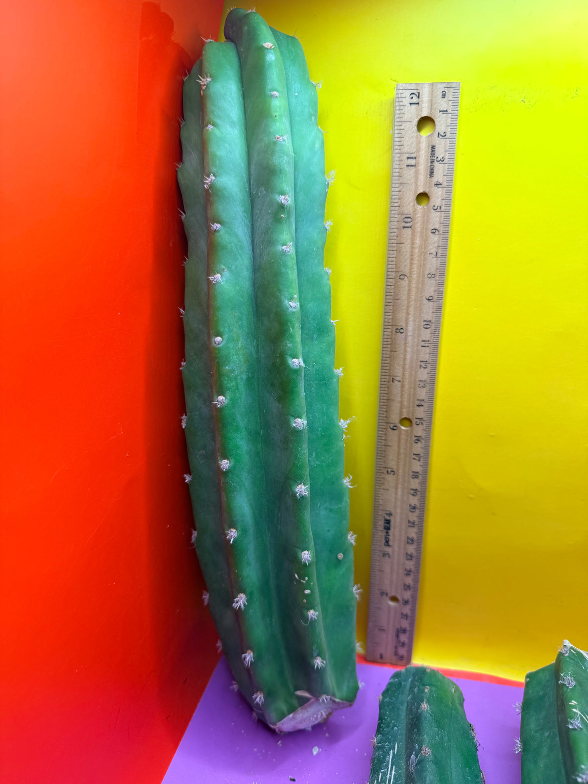 5 pack of San Pedro Cactus !