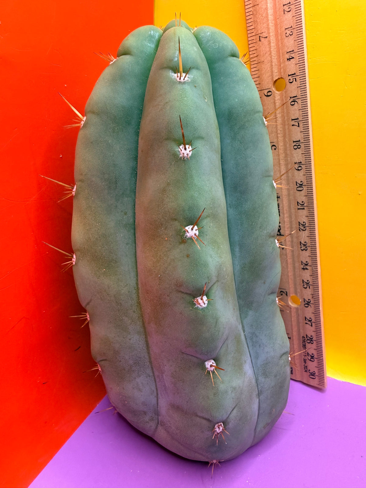 “DON HUAN” Fat huanucoensis over 3” thic !!!