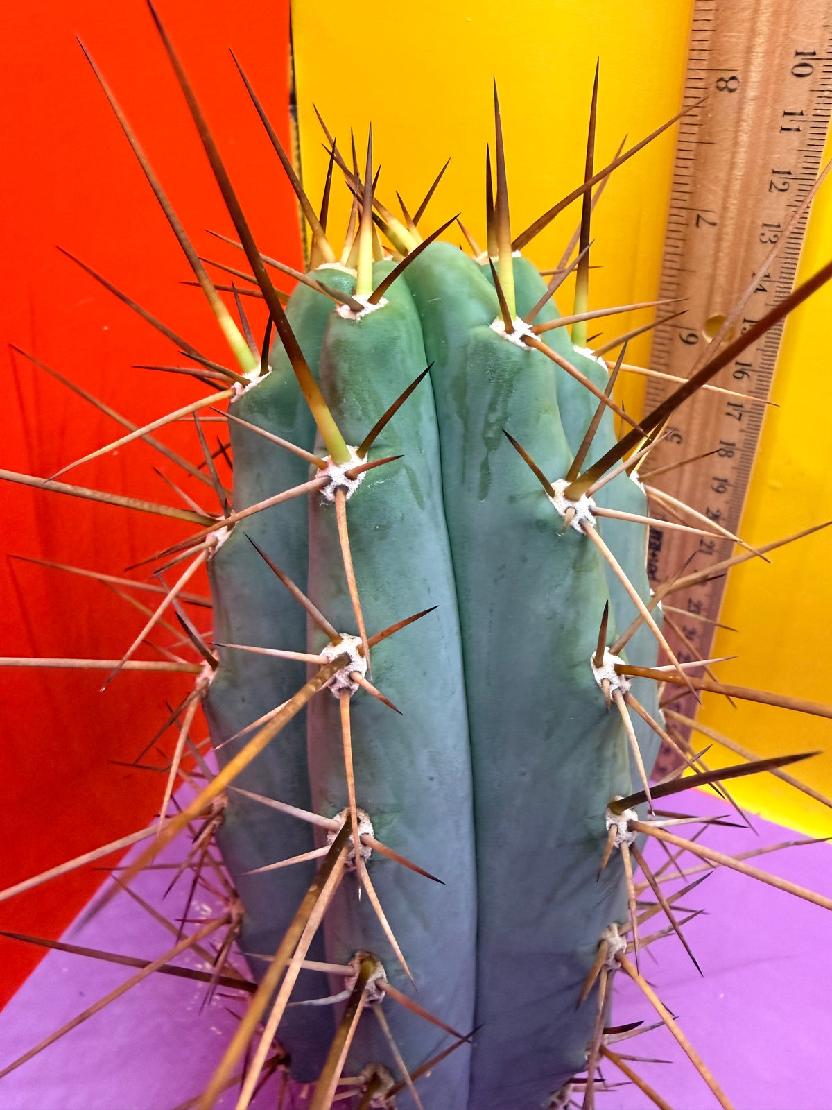 San Pedro Cactus  NOID