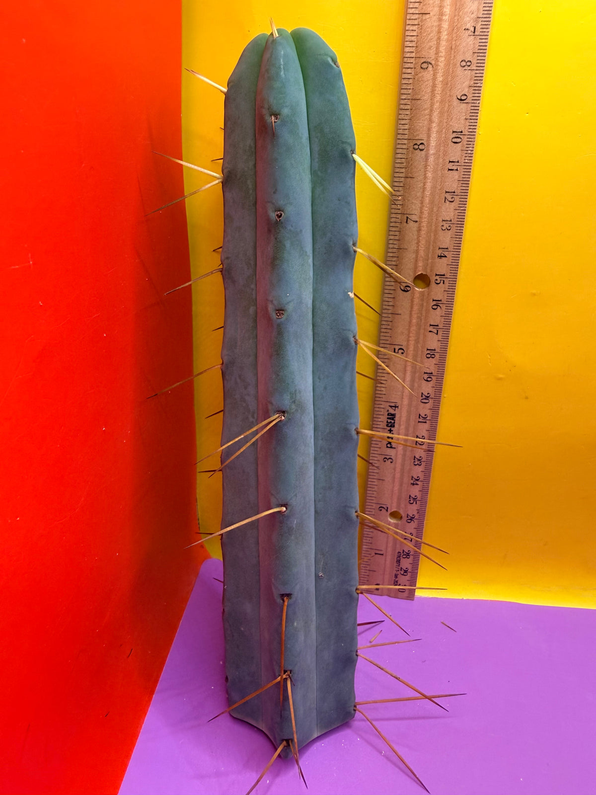 Jiimz Twin Spine !