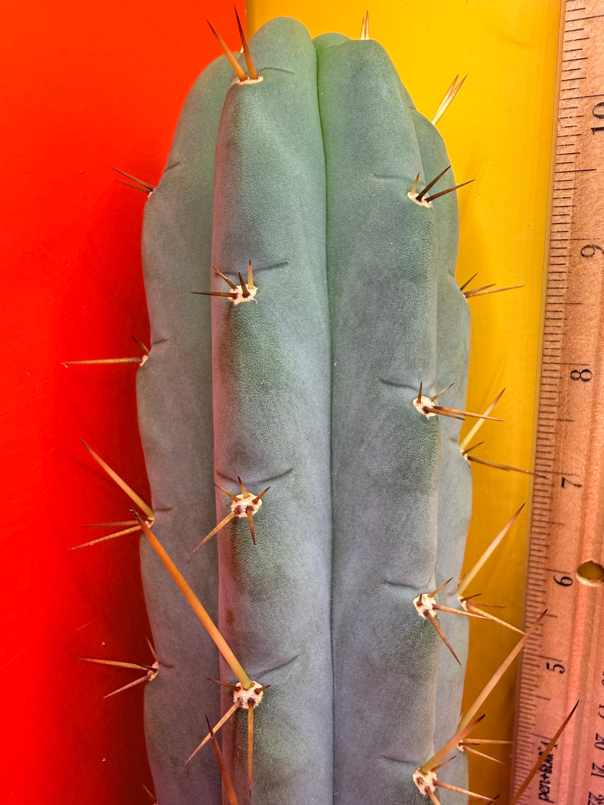 Yowie x Wowie cactus cutting