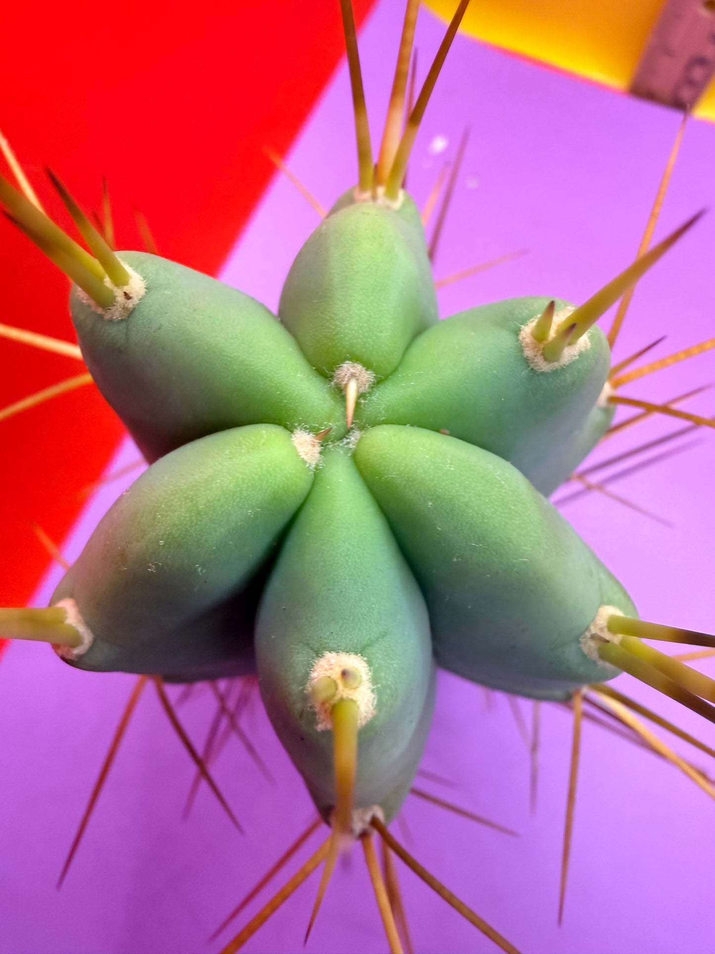 Reverted PENiSCACTUS !!! Longform tbmA
