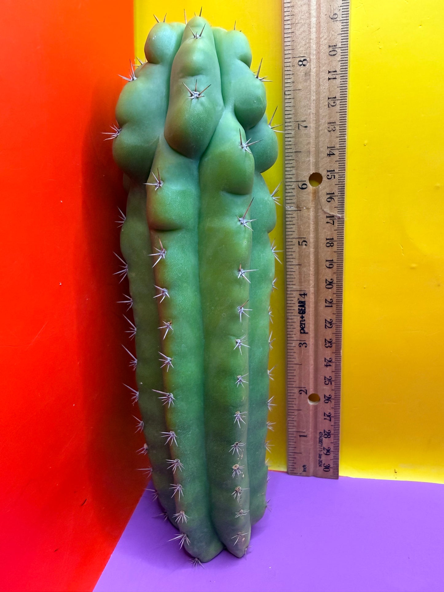 Monstrose San Pedro cactus - TPM !