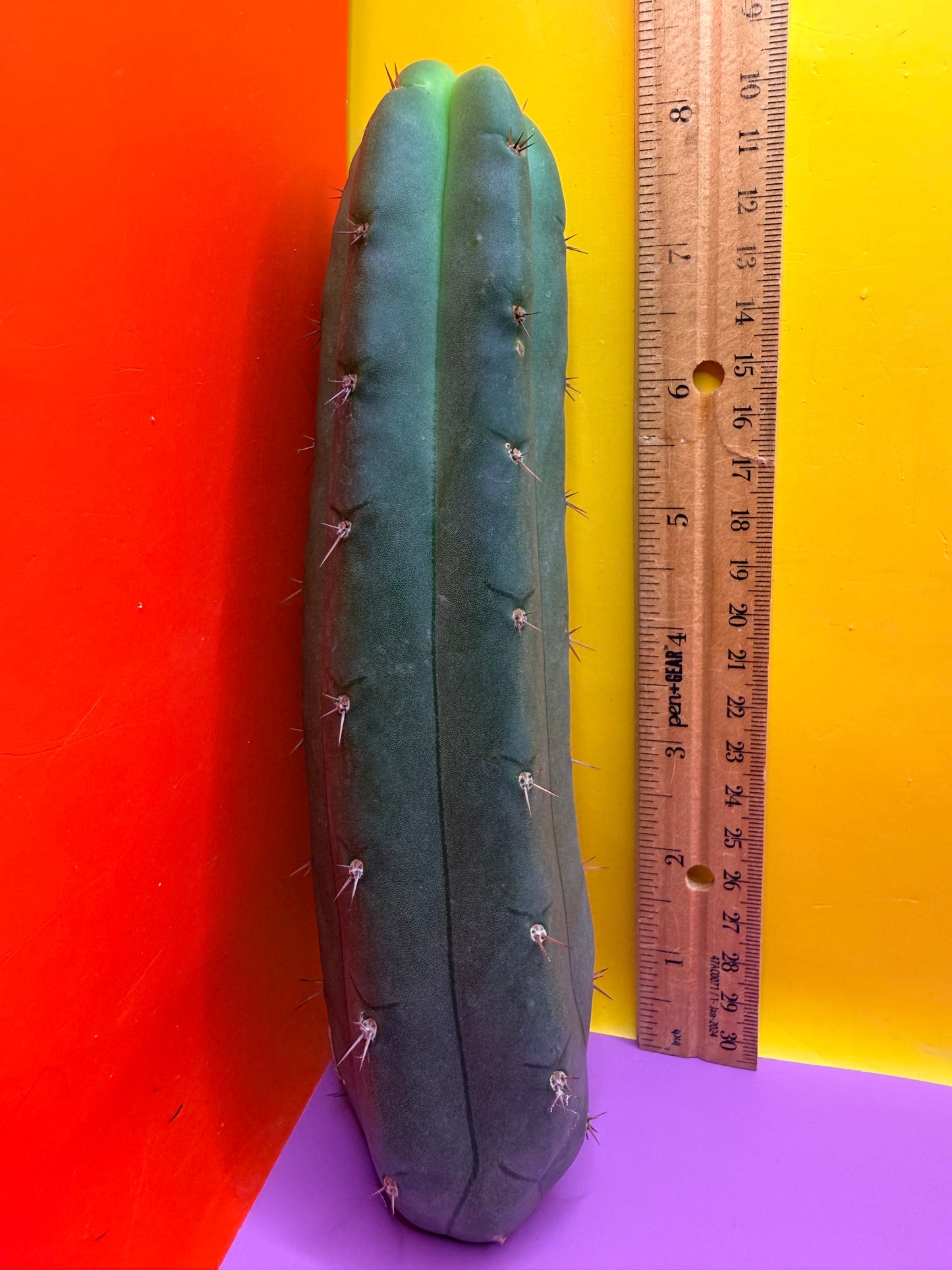 YOWIE X WOWIE !! Trichocereus Hybrid cactus cutting for sale
