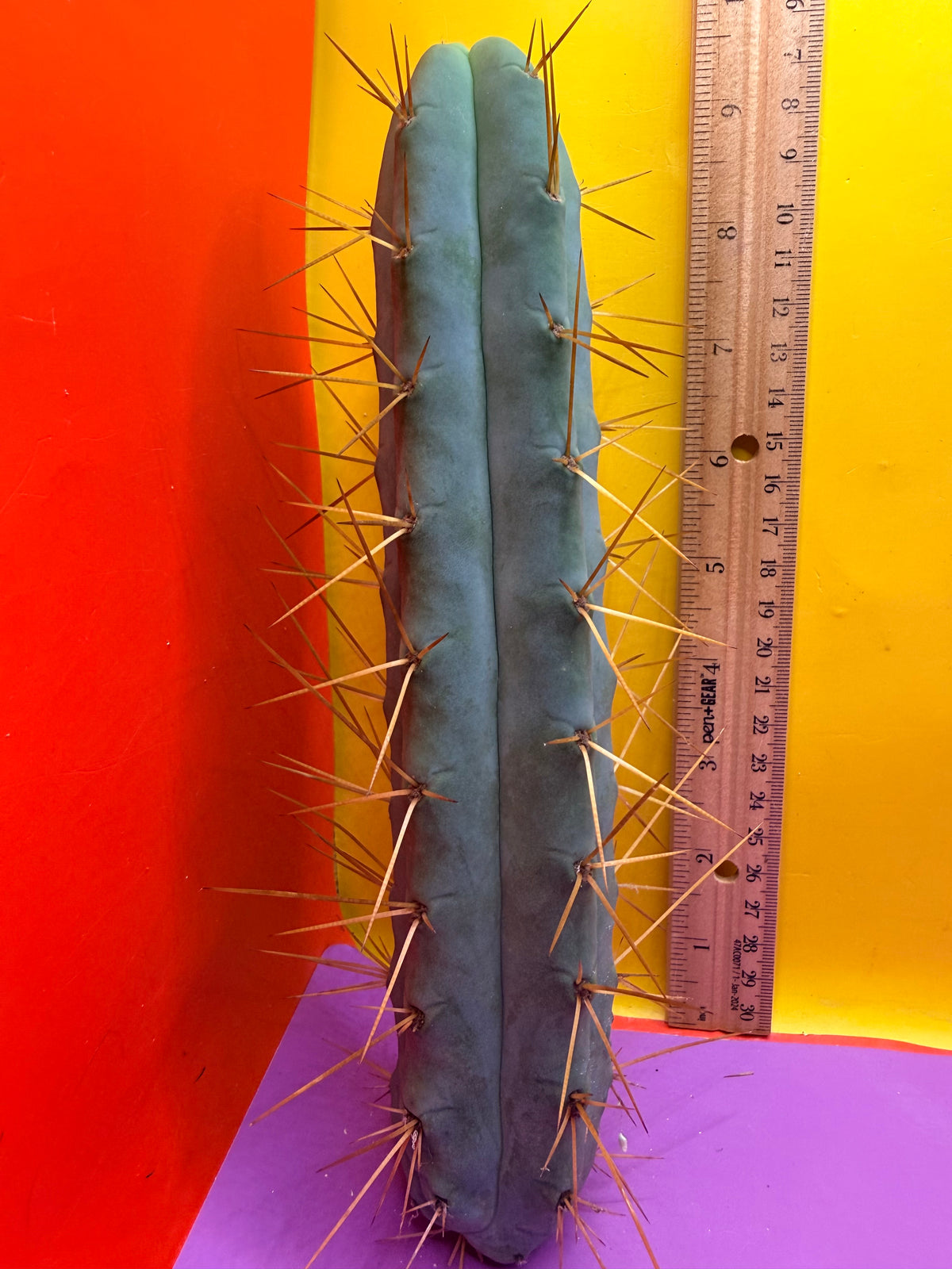 Kactus Kate Bridgesii