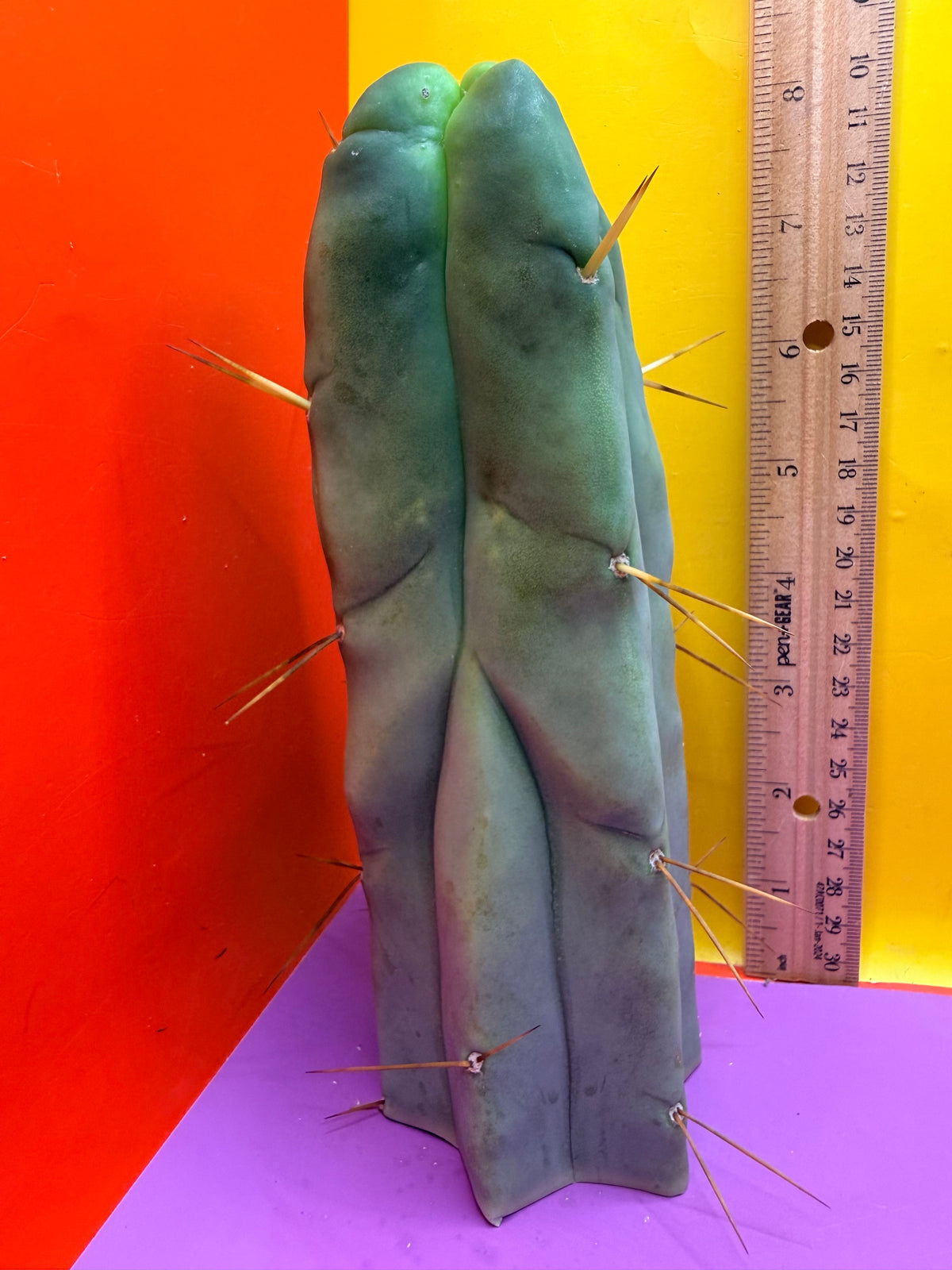 4 Wind Bridgesii “LMA” La Mirada Angelo