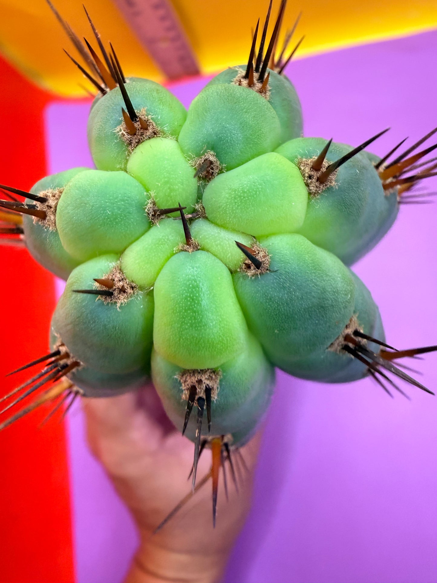 “RC’s T.P. 🧻”  trichocereus peruvianus !!