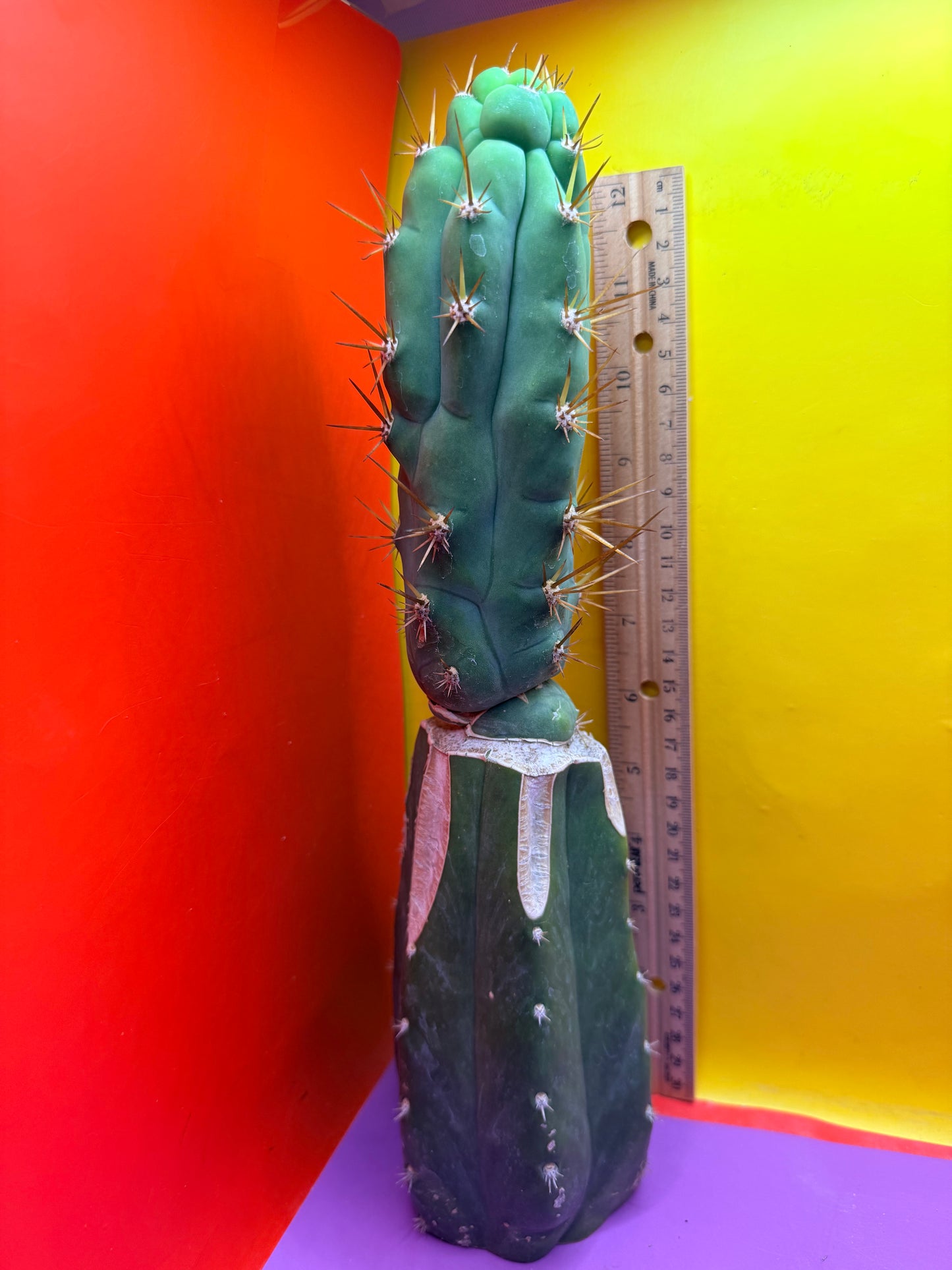 Grafted Bruce’s Dragon