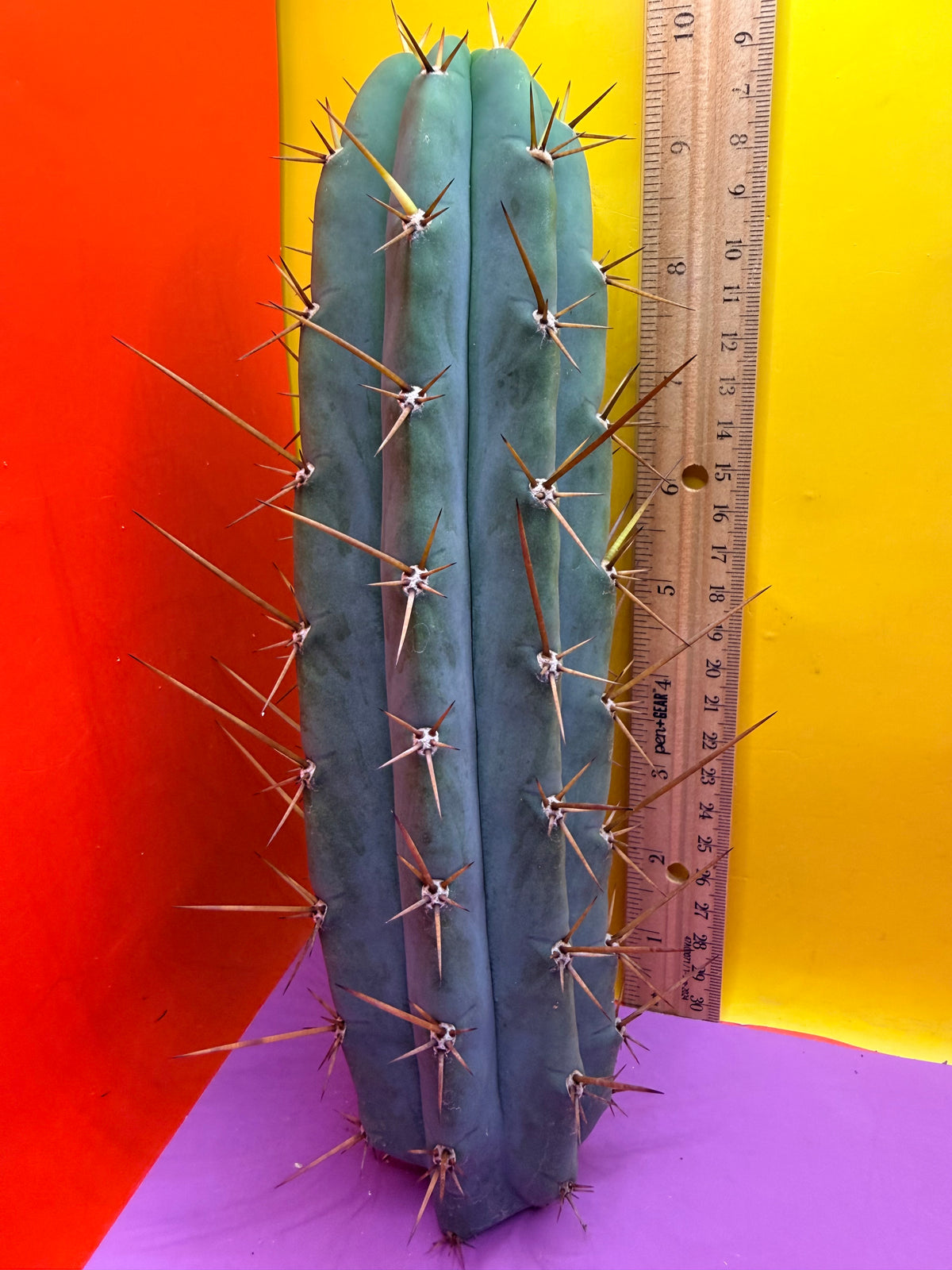 PALA  🌶️🌶️! This exact cactus cutting of trichocereus