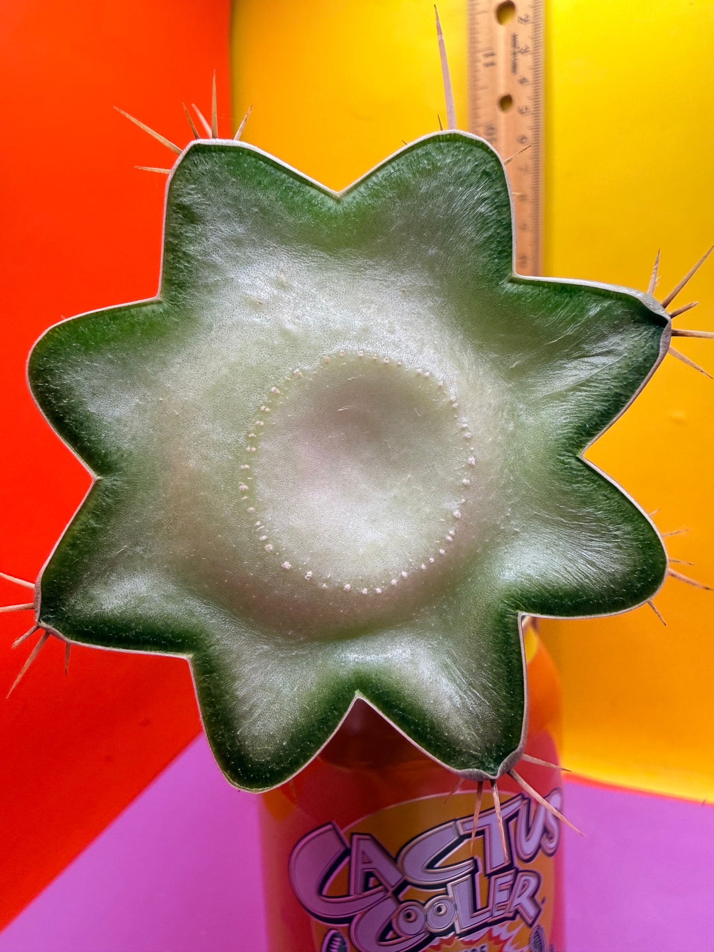 Trichocereus peruvianus
