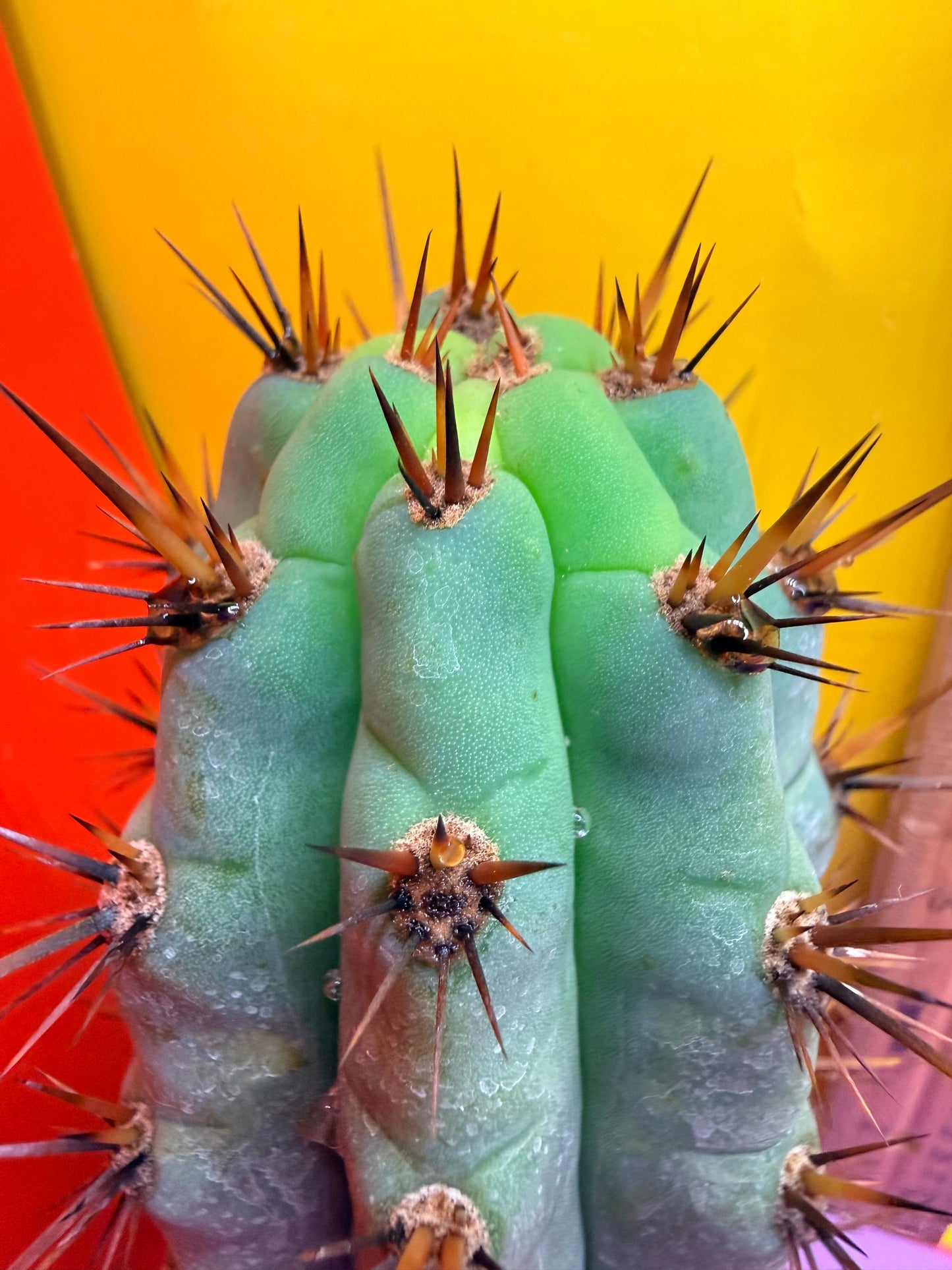 Peruzco trichocereus cactus cutting