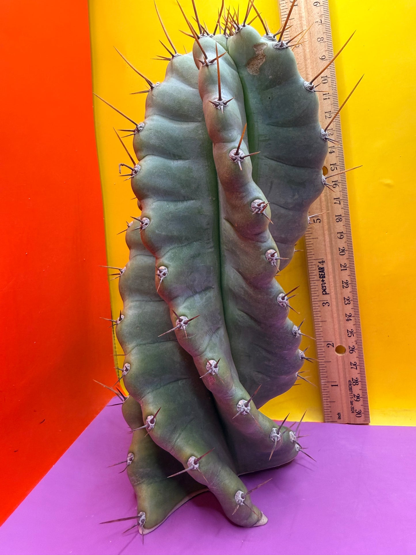 SPIRAL 🌀 CACTUS 🌵!!!