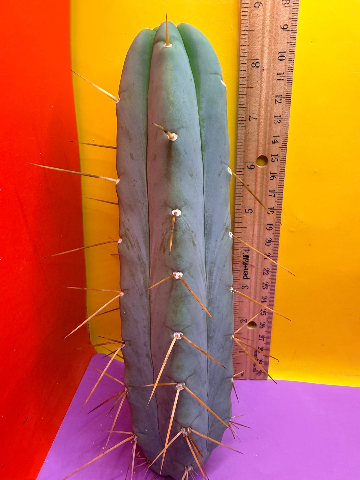 Trichocereus Bridgesii cutting of “DEL DIOS”