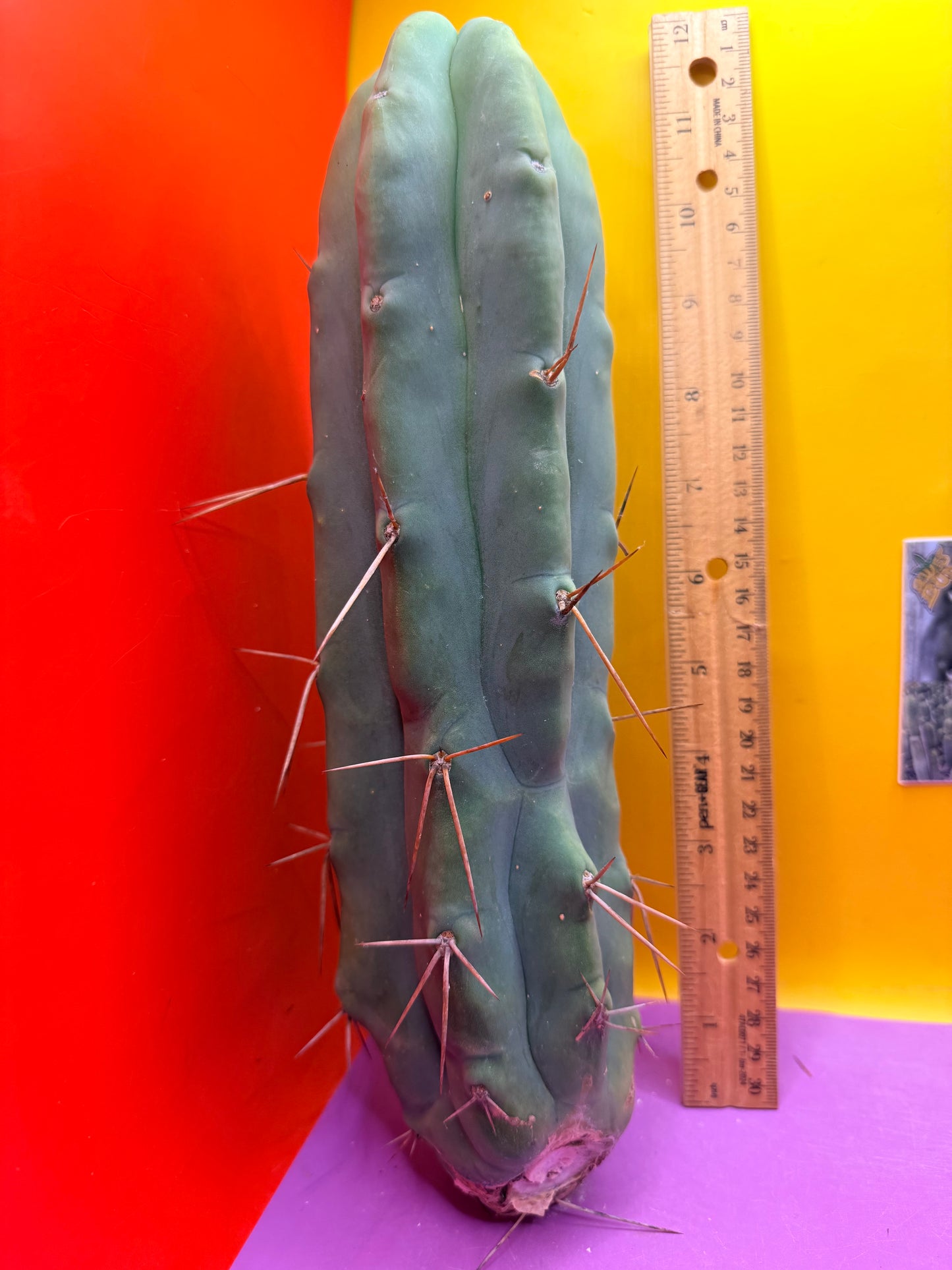 Bald BRIDGESII “LMA” La Mirada Angelo