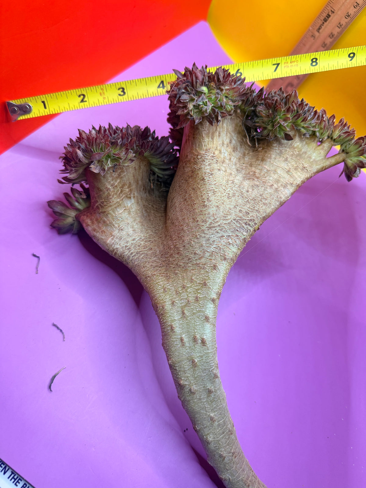 Crested aeonium