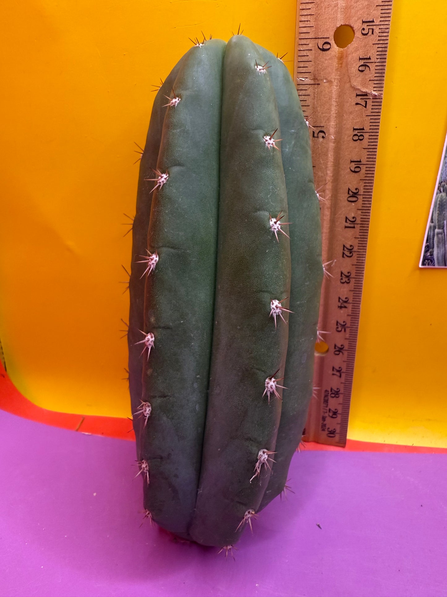 New Years SALE ! 🎆Trichocereus pallarensis x tpm