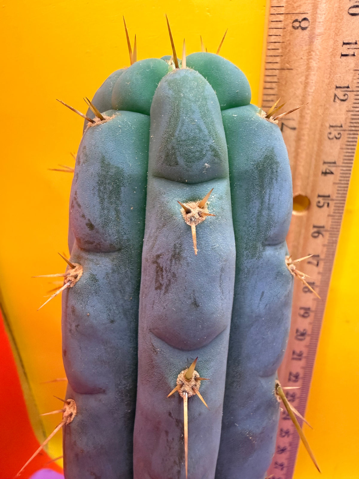 Kimura’s Spiny Giant X SS02