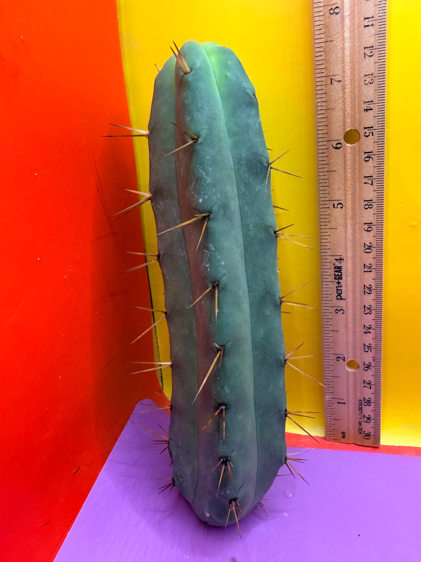 Jiimz Twin Spine !