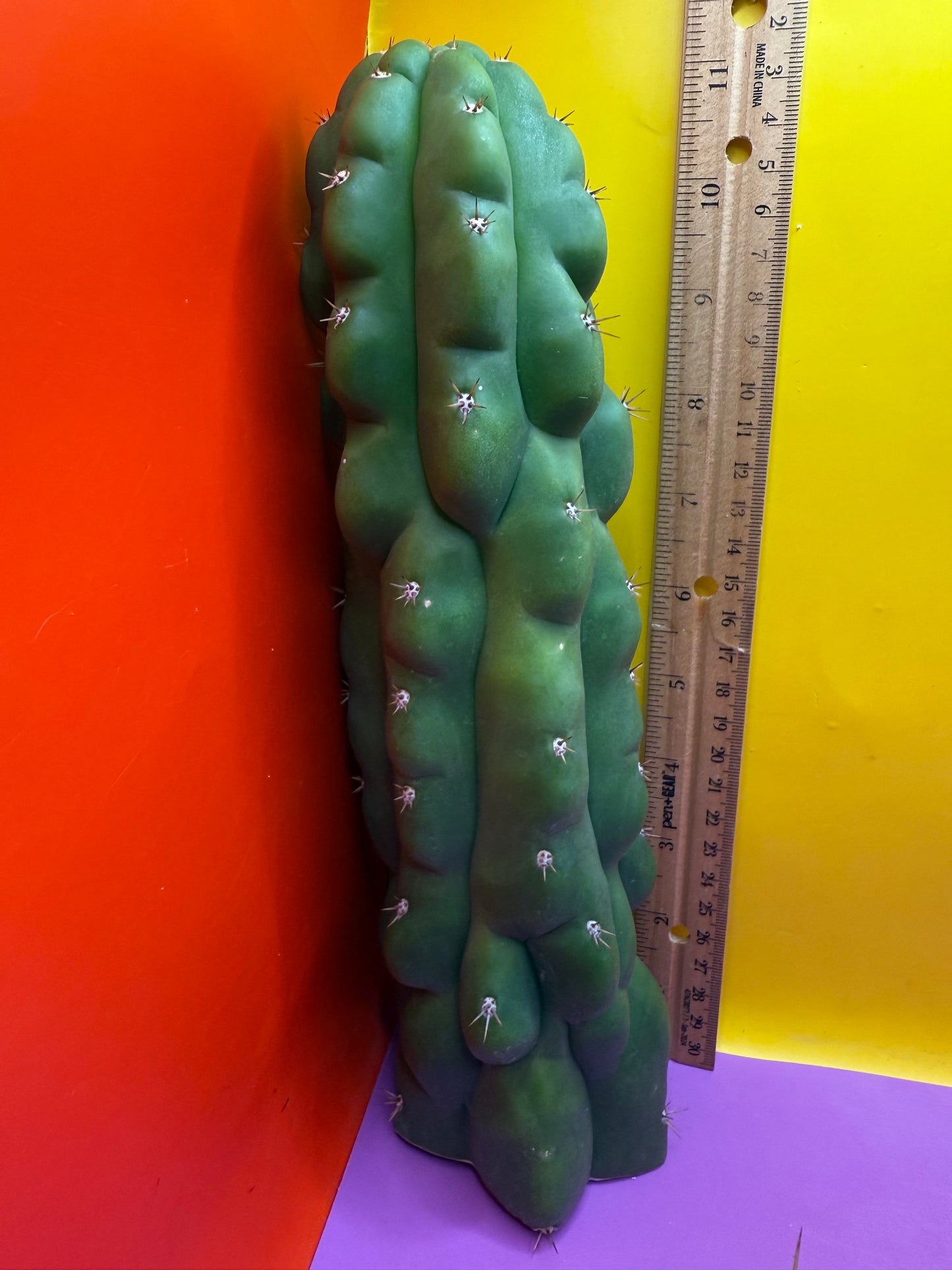 TPM ! Trichocereus Pachanoi Monstrose