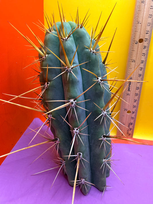 “SWAMP THING” trichocereus Cultivar