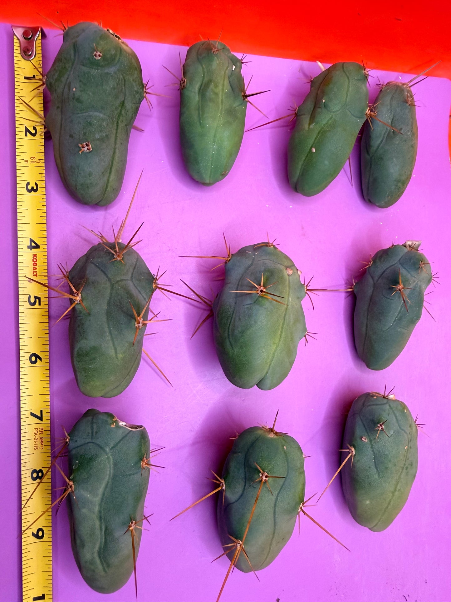 10 pack small TBM !