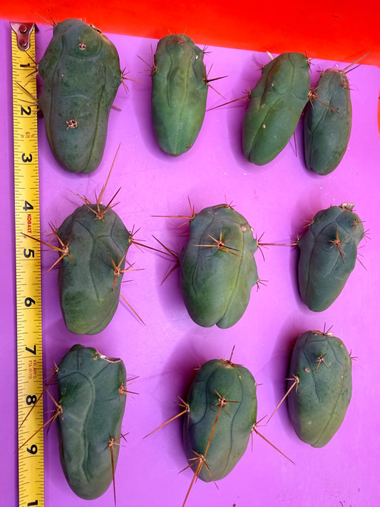 10 pack small TBM !