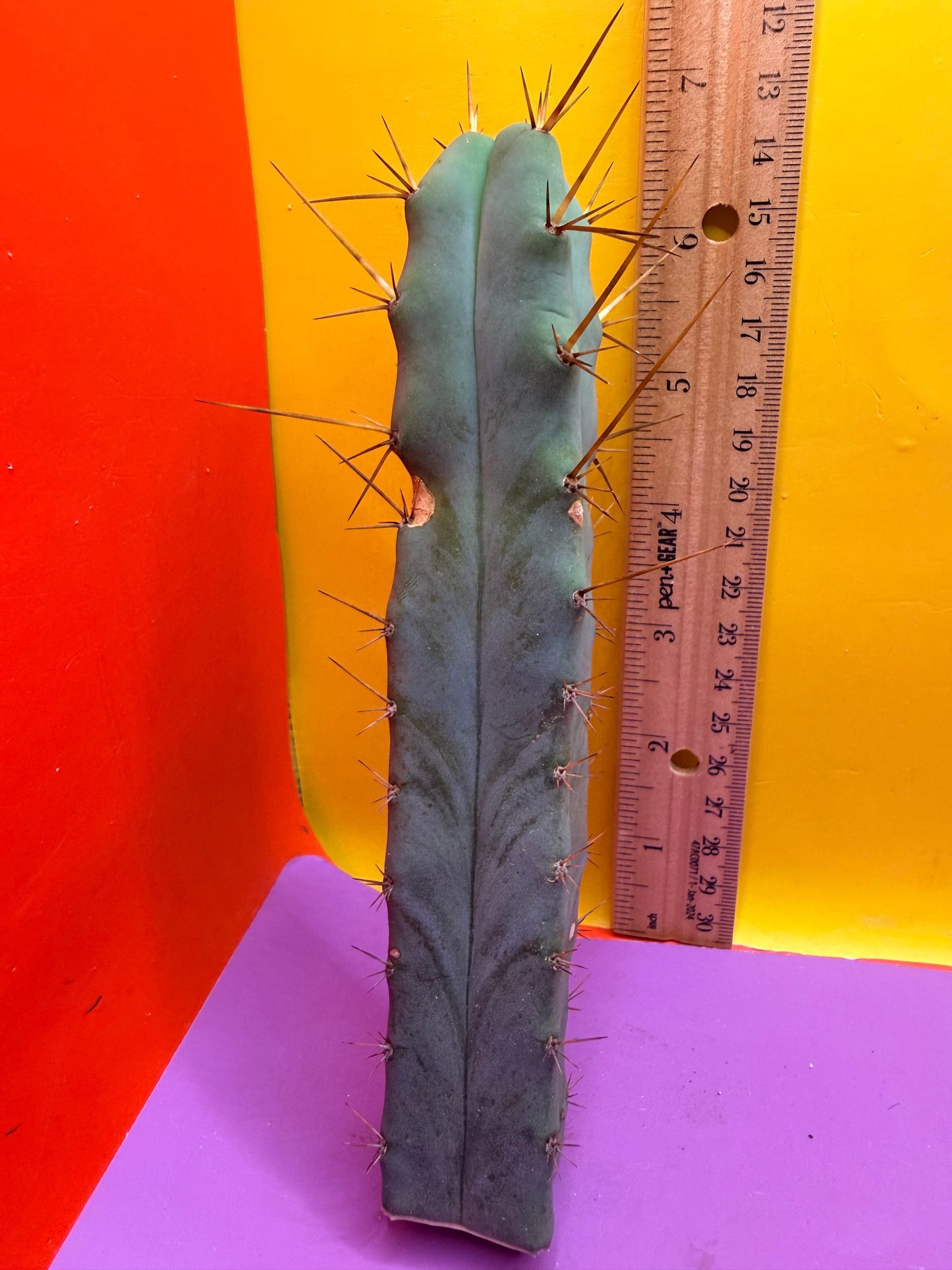 “MINI ME” trichocereus bridgesii - 4 ribs