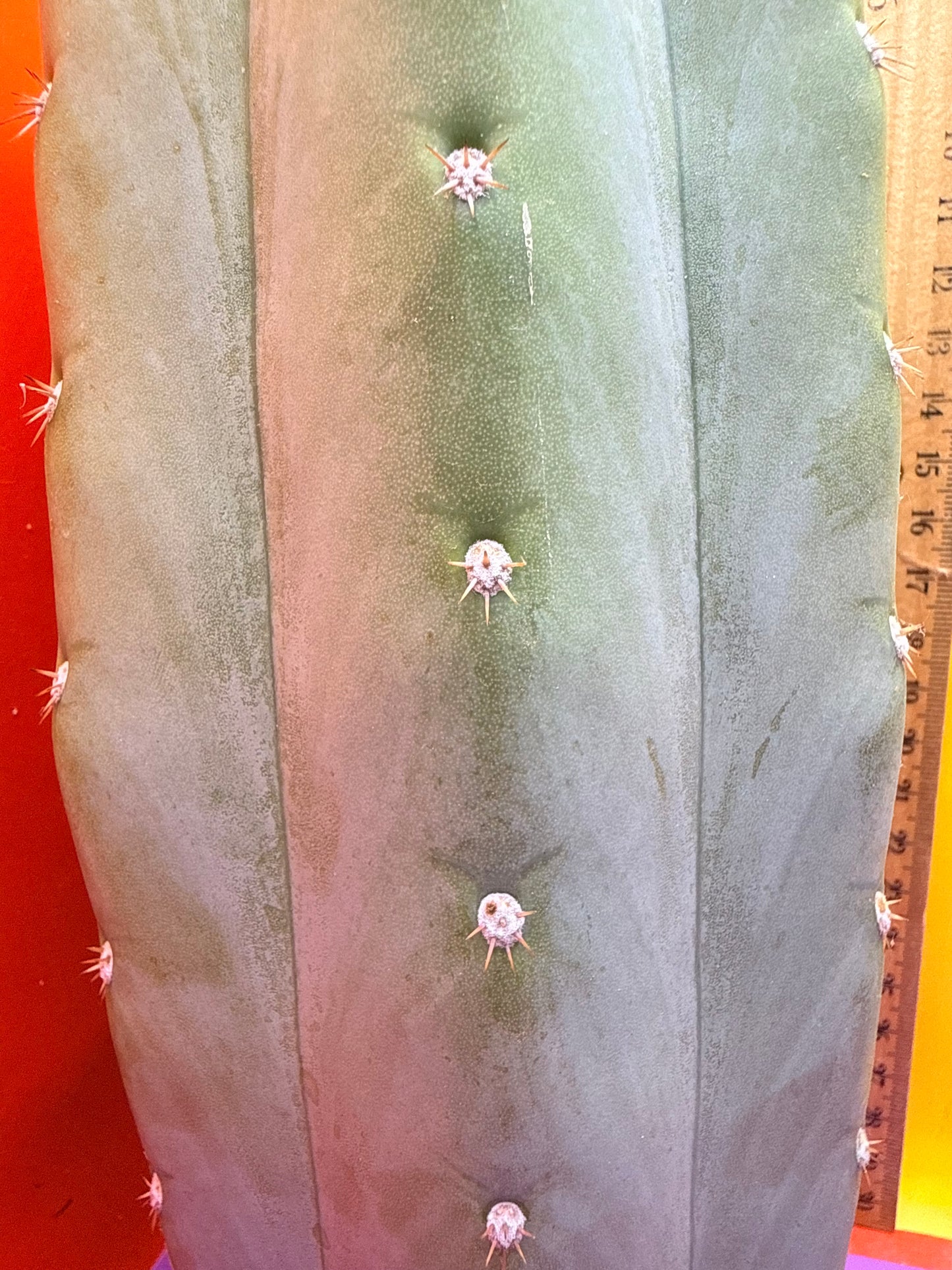 Blue Juules Giant !