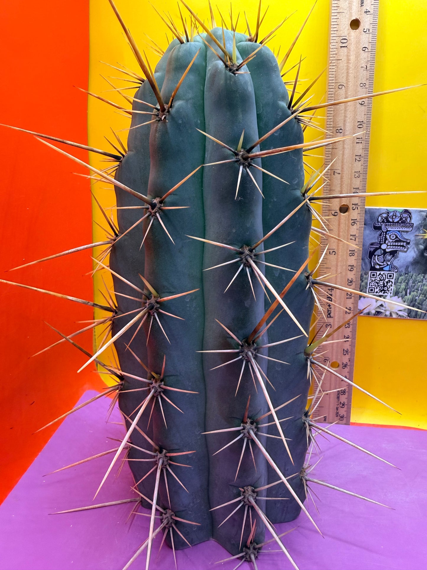 HUGE “SWAMP THING” 3.5”inches thick trichocereus Cultivar !! Super thick