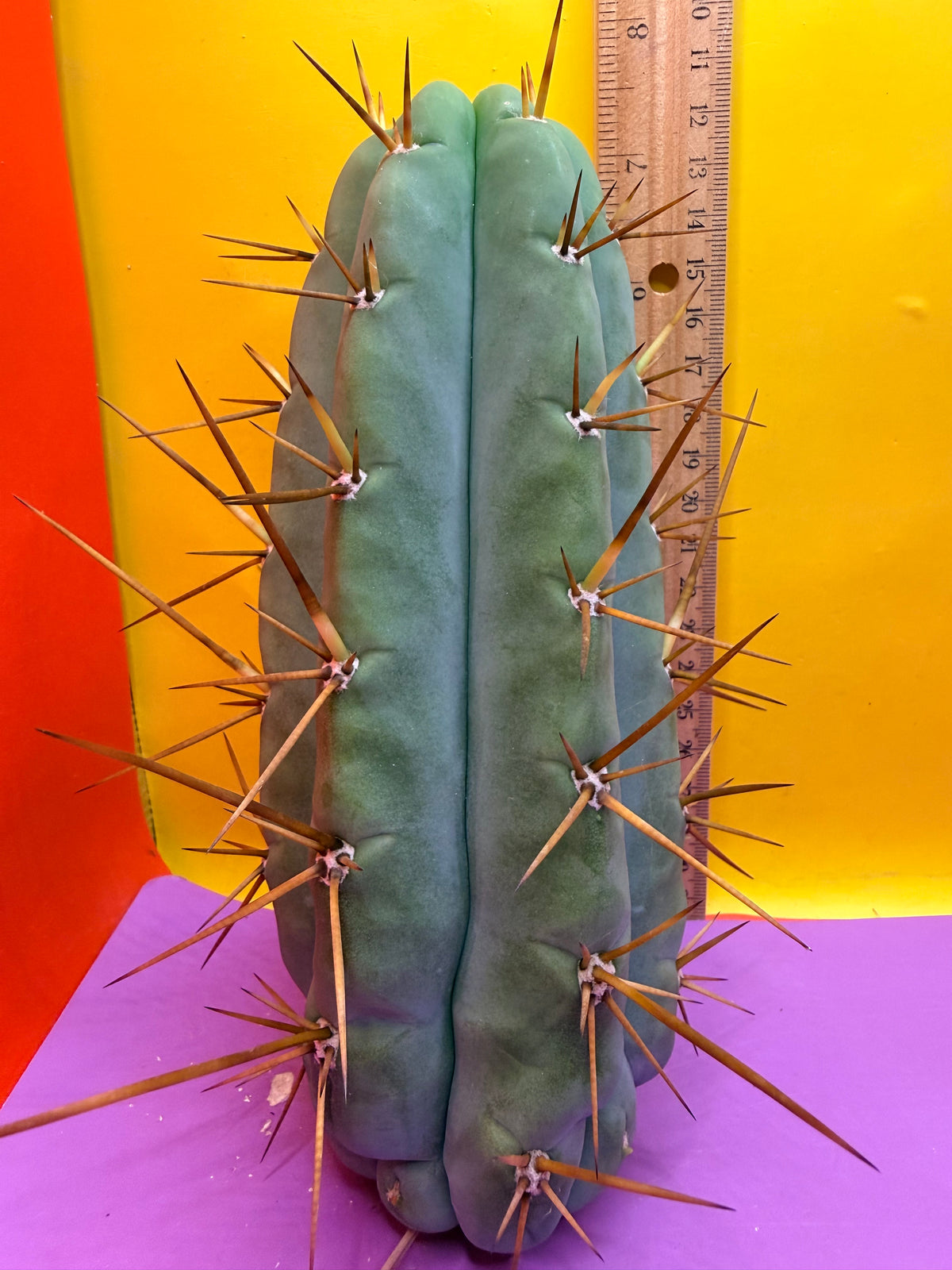 PALA  🌶️🌶️! This exact cactus cutting of trichocereus