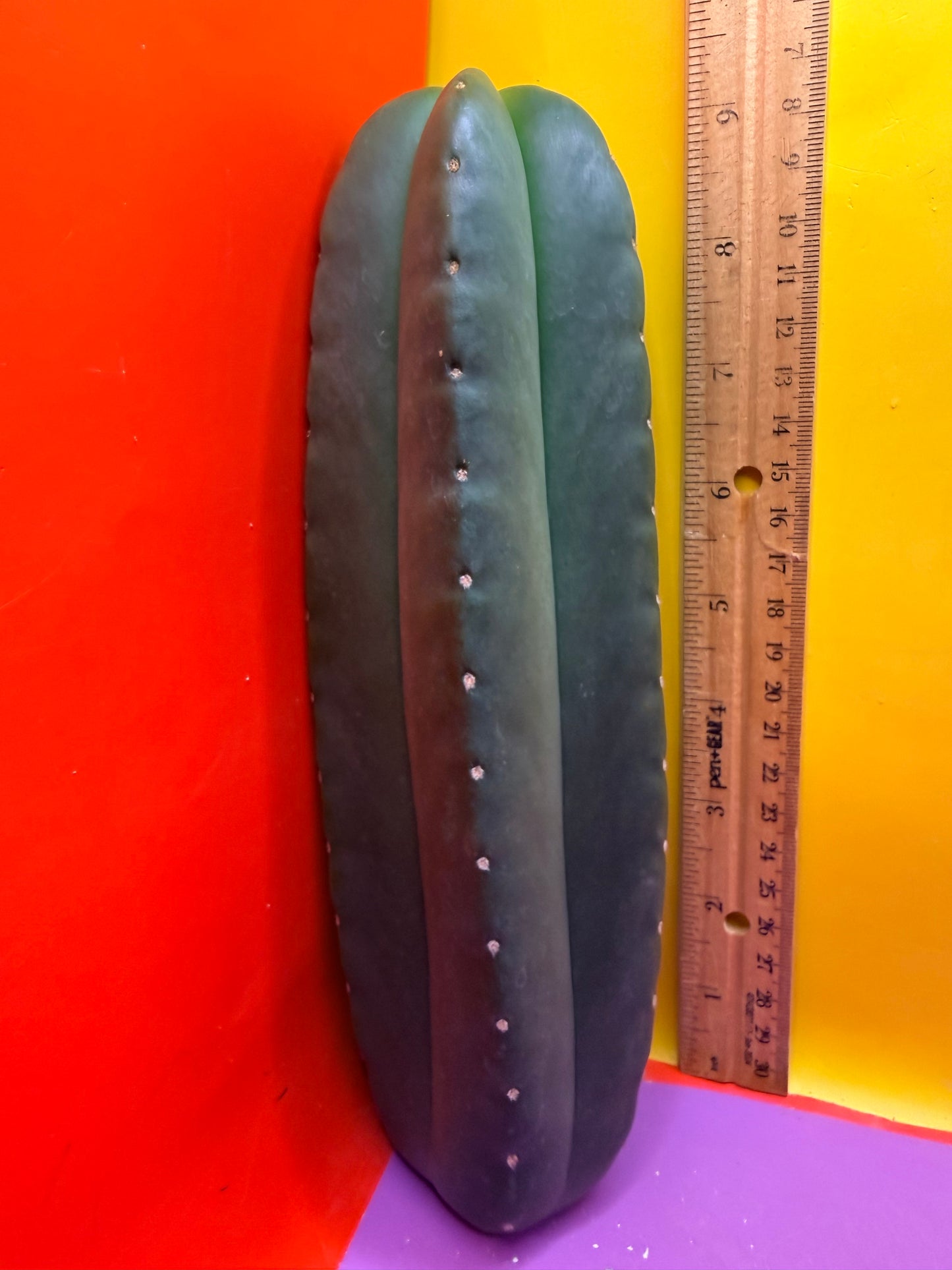 JUICE BOX 🧃! Trichocereus  Scopulicola
