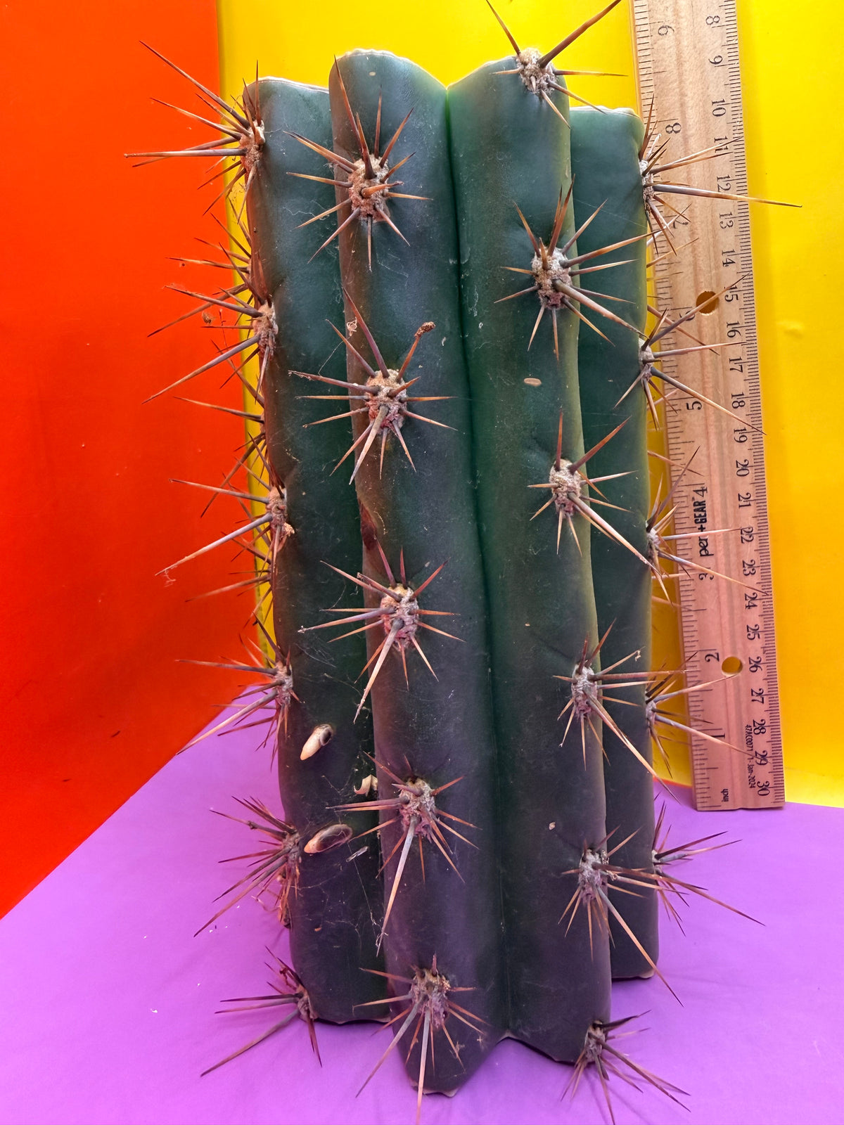 Trichocereus Tacaquirensis 🌶️🌶️