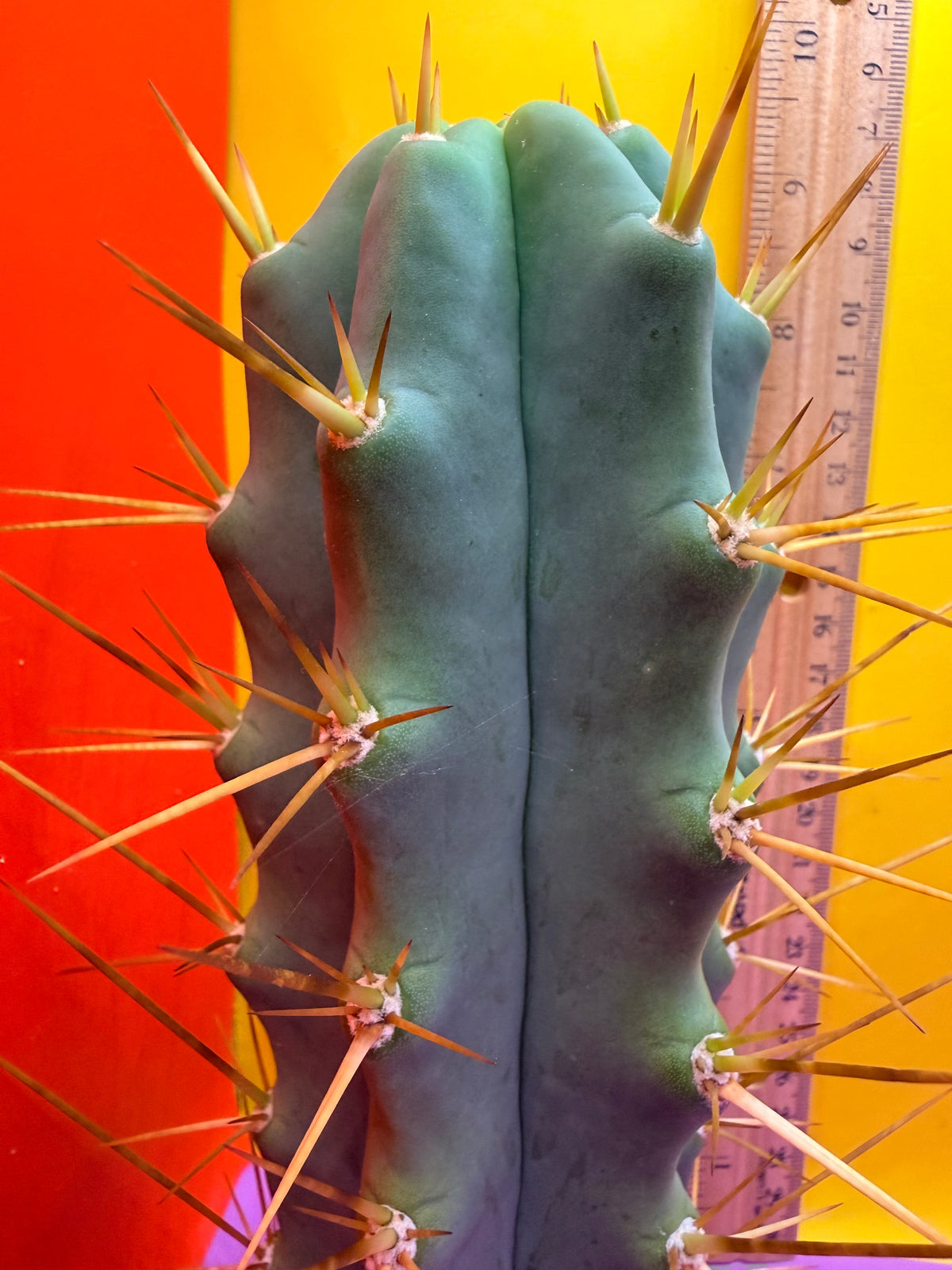 Revert Longform TBM PENISCACTUS !!!