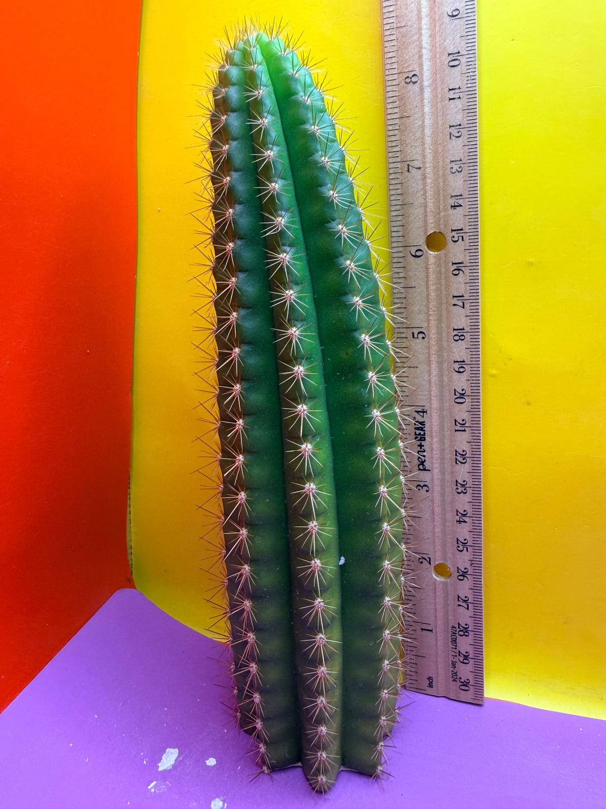 Neon Mittens