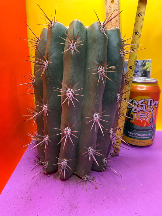 Trichocereus Tacaquirensis 🌶️🌶️
